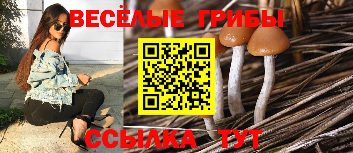 Киров  Галлюциногенные грибы Psilocybe  Вход с VPN 